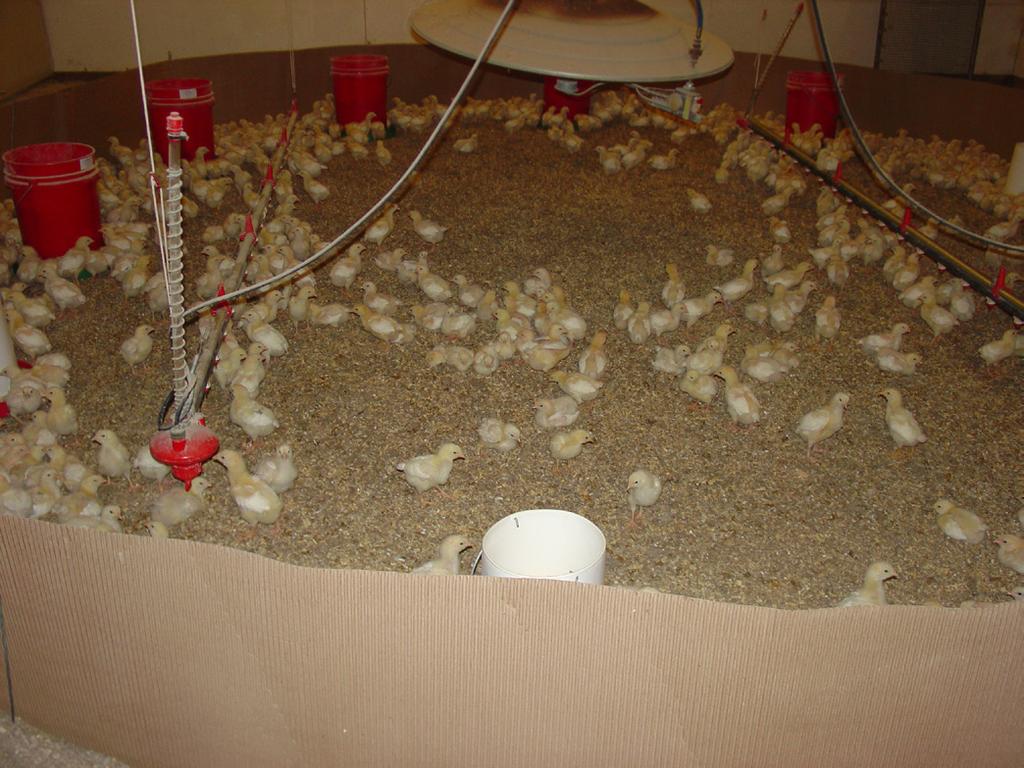 Whatever heat source you choose to use; it must be adjustable. For heat lamps this means raising or lowering the bulb. It is typically hung 1 to 1½ feet above the chicks.