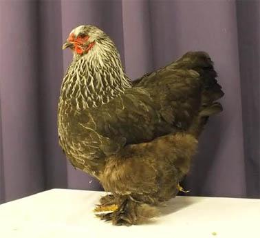 The green light was given for the recognition applications of the Large Brahma in the blue colour variety and the Isabel partridge colour variety. The yellow birchen Brahmas were striking.