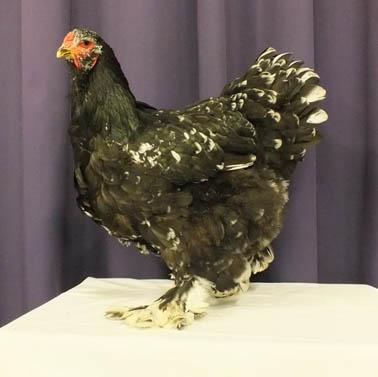 Black large Brahmas were better in the past and this also applies to the cuckoo variety. Buff black columbian bantam hen.
