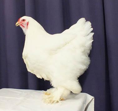 On behalf of our club, congratulations for these great results. White black columbian hen.