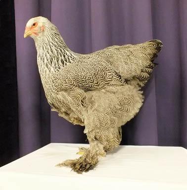 This year, one Brahma was awarded 97 points a White Black Columbia hen bred by our Honorary Club President, Martin Linskens.