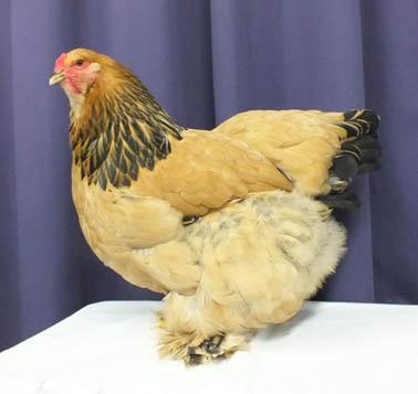 They will be important in order to achieve a unified, stable and commonly agreed European breed standard description. Buff blue columbian cockerel.