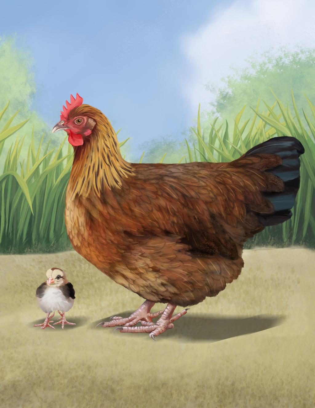 The Livestock Conservancy Heritage Chickens COLORING BOOK!