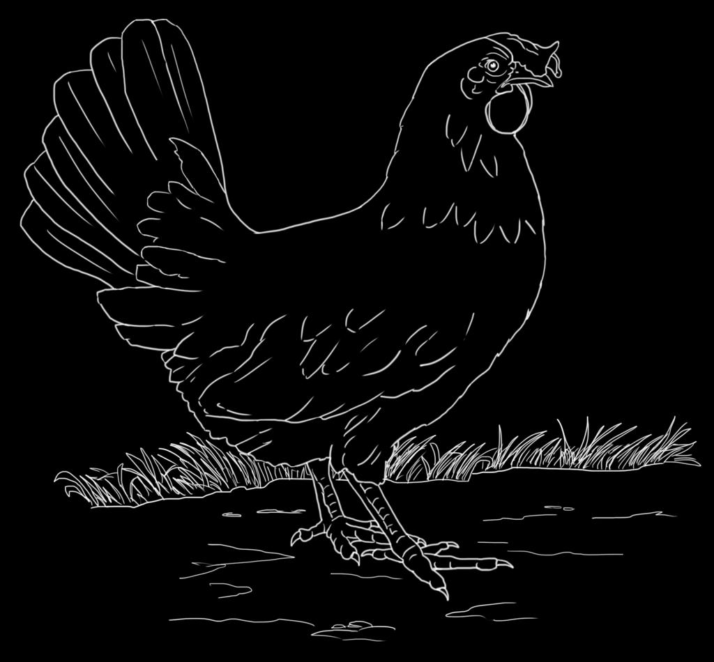 Leghorn [leg-hawrn] - Leghorns are the ultimate egg laying chicken.
