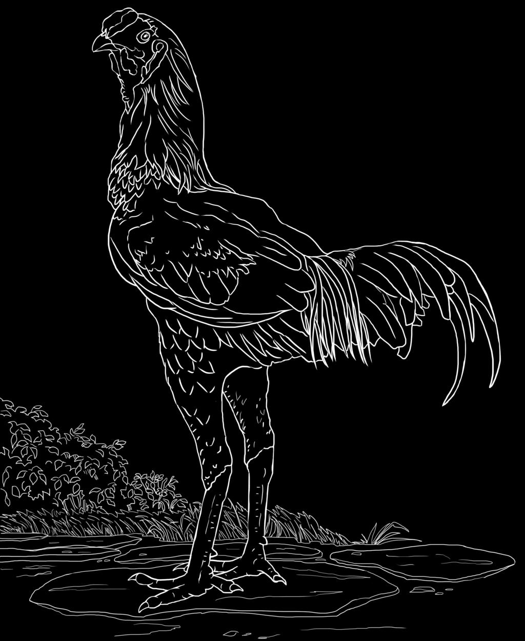 Malay [may-lay] - Malay s are the basketball players of the chicken world.