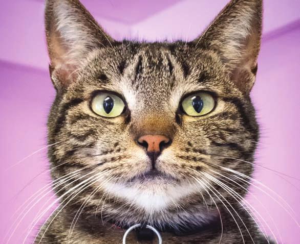 Step 1 Aspire to be cat friendly Becoming a Cat Friendly Practice is an achievement that can truly benefit your veterinary clinic.