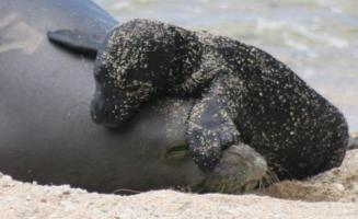 Hawaiian Monk Seal Life History Sexual