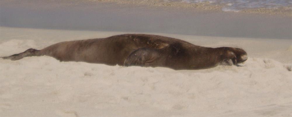 Hawaiian Monk Seal Life History