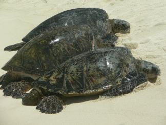 Green Sea Turtle Life-Cycle Green sea turtles move across three