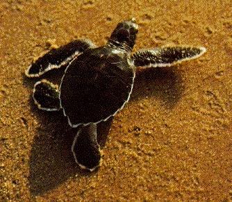 15-25 years Mature turtles spend most of their time in shallow,