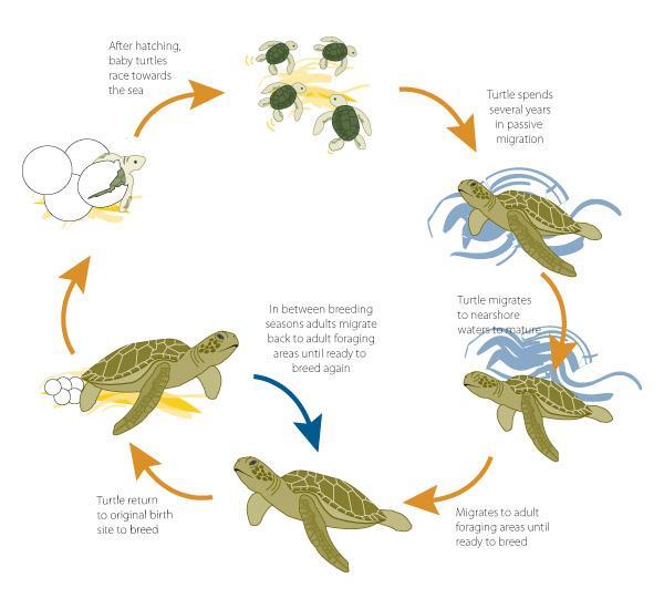 Green Sea Turtle Life-Cycle Green sea turtles move across three habitats, depending on their life stage -