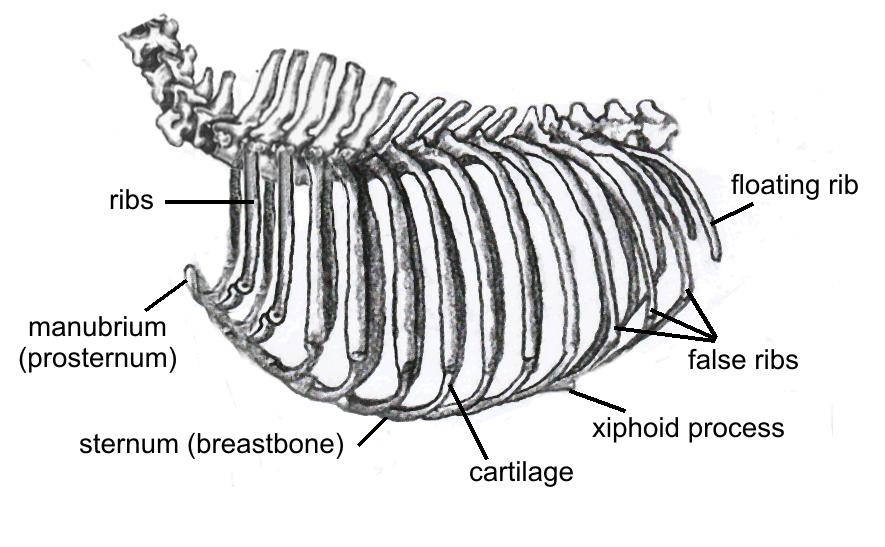 The ribcage The ribcage contains a series of flat, narrow, elongated bones called ribs. The ribcage contains and protects the vital organs and also serves as a mechanism to aid breathing.