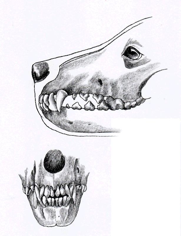 Dentition Adult dogs have 42 permanent teeth 20 in the upper jaw and 22 in the lower jaw.