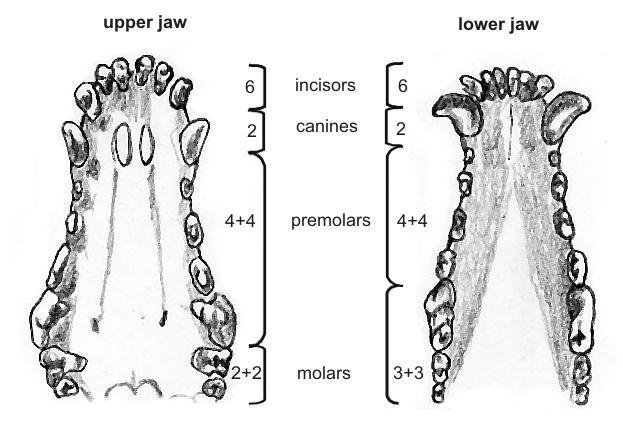 Most breeds call for a scissor bite where the upper teeth closely overlap the lower teeth and are set square to the jaw.