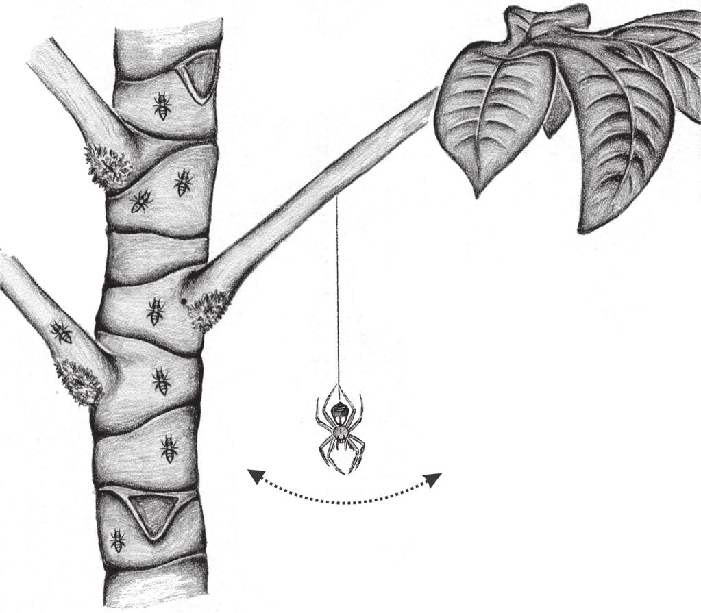 714 D. Polotow & A. D. Brescovit Distribution. State of Amazonas, Brazil. Gephyroctenus esteio sp. nov. Figs 37-38 Type material. Female holotype from BRAZIL, Amazonas: Manaus (Fazenda Esteio), B. C.