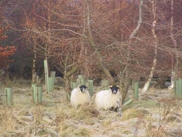 Sheep scab can be introduced to a flock by carrier sheep, including purchased animals, sheep returning from grazing, and strays especially on common grazing.