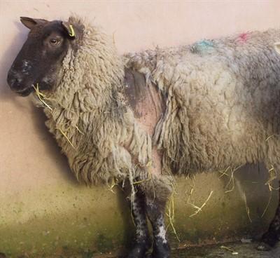 Exposure to mites in the environment, including contaminated fields, handling facilities, shared equipment, sheep transport and fomites on clothing can also cause disease.