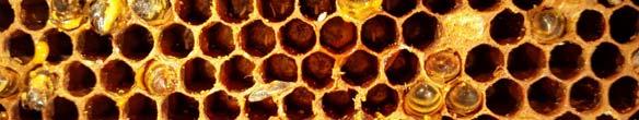 honey super or brood chamber Look frame by frame; Keep track as you go