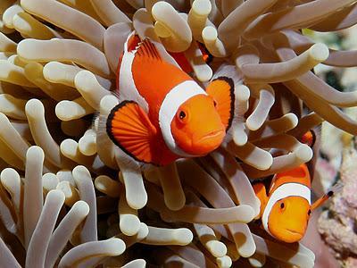 from the anemone Sea anemone get cleaned of parasites from the clown fish Station 4 GALLS ON OAK LEAVES: relationship