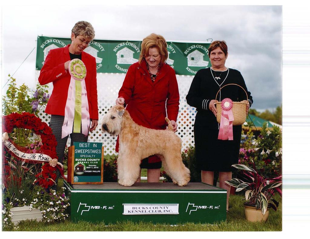 Brenmoor Bred By Exhibitor Challenge Award 2016 MCKC National Specialty Weekend Awarded to the breeder who accumulates the most