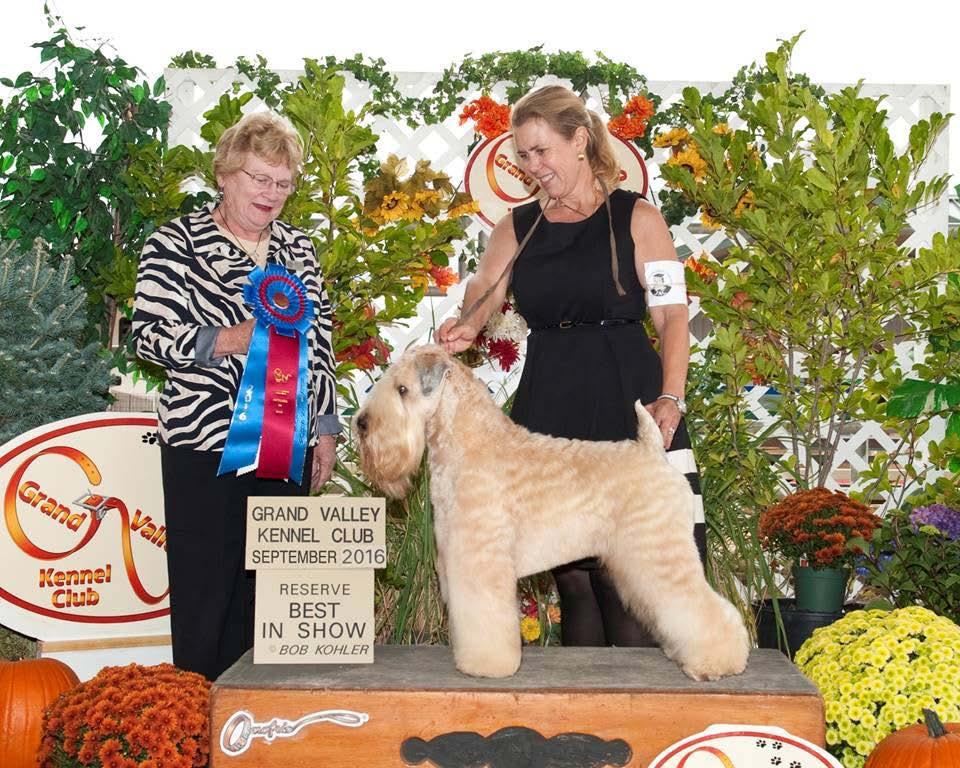 Reserve Best In Show Award Awarded to the Soft Coated Wheaten Terrier who wins Reserve Best In Show at least once during 2016 GCHG Bryr Rose