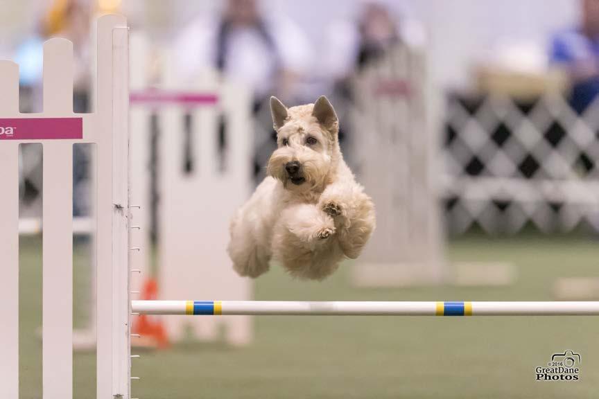 Agility Dog of the Year - Masters Awarded to the Wheaten, owned by a SCWTCA member, with the highest MASTER