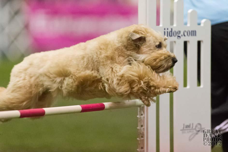 Agility Dog of the Year - Preferred Awarded to the Wheaten, owned by a SCWTCA member, with the highest PREFERRED