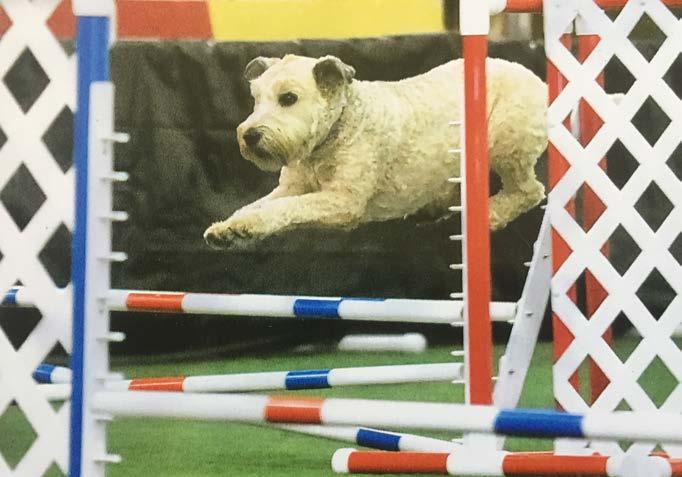 competition areas; including Conformation, Obedience, Agility, Tracking or
