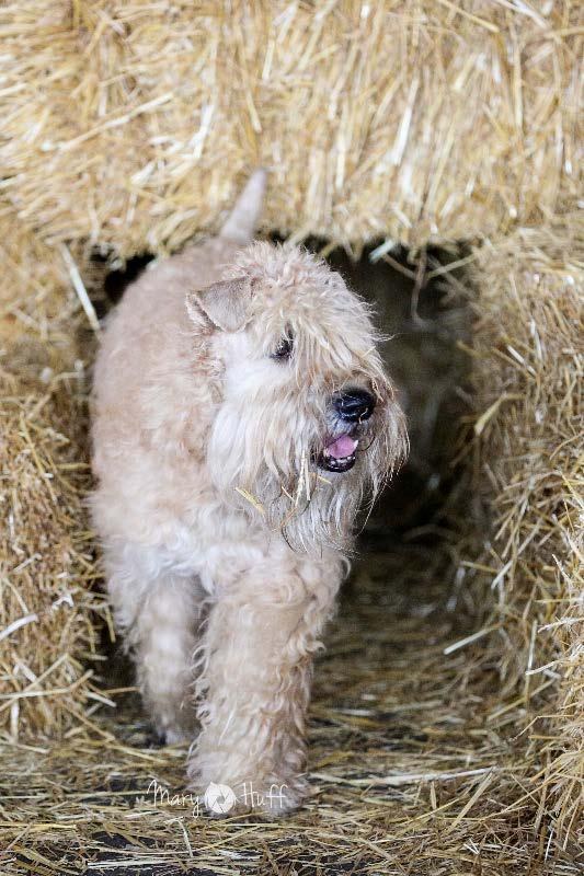 Working Wheaten Standard Award (WW) Presented to a Wheaten owned by a SCWTCA member achieving titles in two different competition areas; including