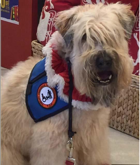 Wheaten Terrier Ambassador Award Presented to the Wheaten Terrier that has made a difference in its community.