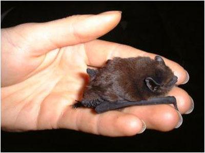 Bats should not be handled without gloves.