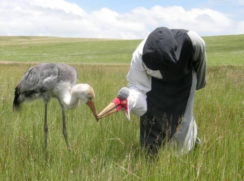 za Ensuriing that Wattlled Cranes contiinue to grace the skiies and wetllands of South Afriica Wattled Cranes (Bugeranus carunculatus) are the most highly endangered and rarest cranes on the African