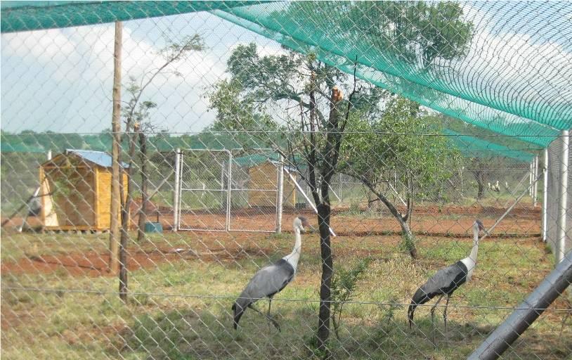 Offspring of the captive flock will be used to supplement the wild population via release into existing Wattled Crane floater flocks in KwaZulu Natal.