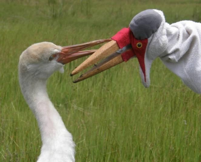 Saving Wattled Cranes using crane costumes and puppets: : Over the past thirty-three years, researchers in North America have been successfully saving endangered crane populations through the release