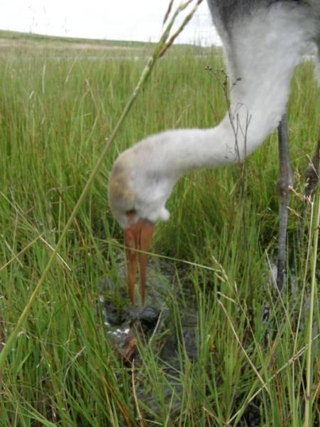 A human caretaker dresses in a crane costume with a crane puppethead on the end of one arm and acts as a surrogate parent for the juvenile cranes. released into wild flocks in KwaZulu Natal.