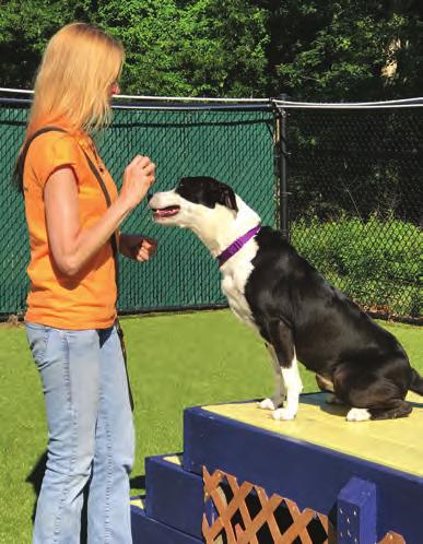 TRAINING, BEHAVIOR & ENRICHMENT Changing the lives of shelter dogs Every dog that arrives at SASF undergoes a thorough behavioral evaluation conducted by our training team.