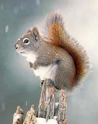 Family Sciuridae Red squirrel Diurnal & omnivorous Prefers forested habitat Can breed twice per year, but usually