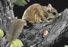 Southern flying squirrel Nocturnal, omnivorous, & can be gregarious (especially in winter) Found in