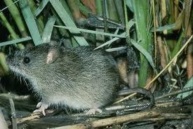 Family Cricetidae Marsh rice rat Nocturnal, omnivorous, & semiaquatic Found in swamps & marshes Good