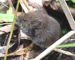 Family Cricetidae Meadow vole Prairie vole Nocturnal in summer,