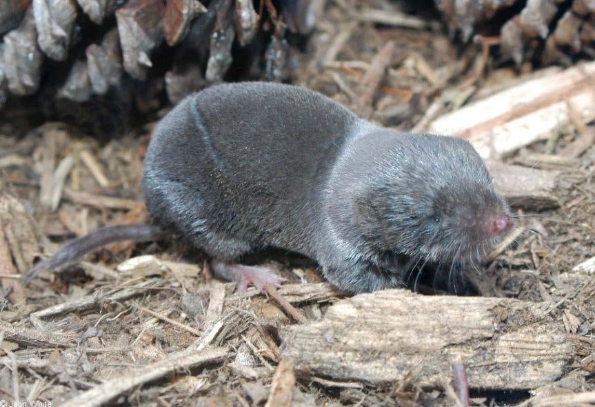 Family Soricidae Northern short-tailed shrew Southern short-tailed shrew