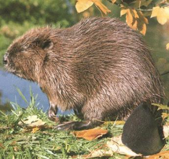 Family Castoridae American beaver Largest rodent in N.