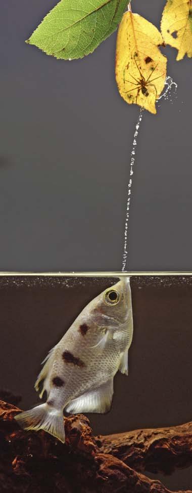 Archerfish may also leap all the way out of the water to catch bugs.