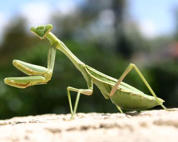 When the larvae hatch, they eat the dead leaf. Praying Mantis The praying mantis often holds its front legs in a praying position. Mantises hide on plants to catch their food.