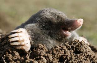 Because its fur points up, a mole can move backward and forward in a tunnel without getting dirt trapped in its coat.