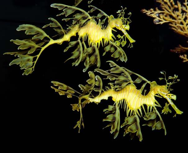 Their bodies have many parts that look like the stems and leaves of seaweed.