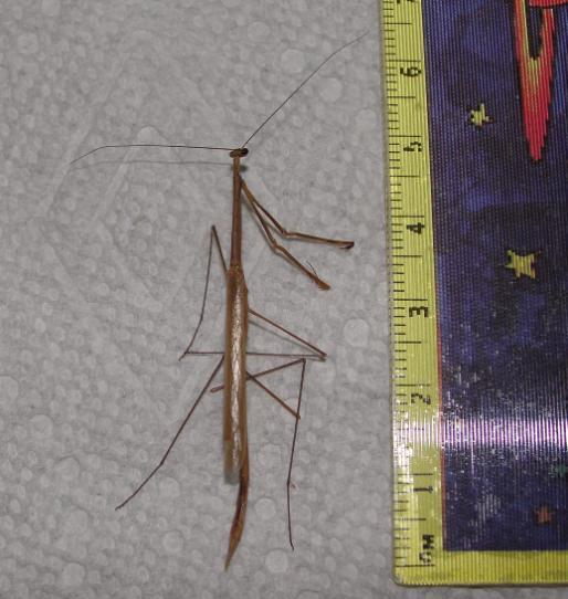 Diagnosis The body was brown in color, very elongated and slender with long, slender legs. The head was small and round.