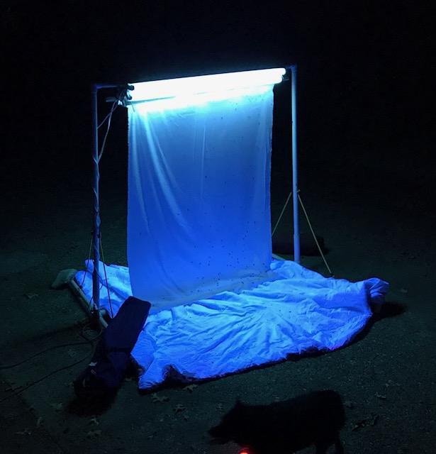 2.0 COLLECTING Arriving late on August 18 th, Light trap was set up in front of the quarter using black light (Figure 2-1) and white sheets to attract praying mantis.