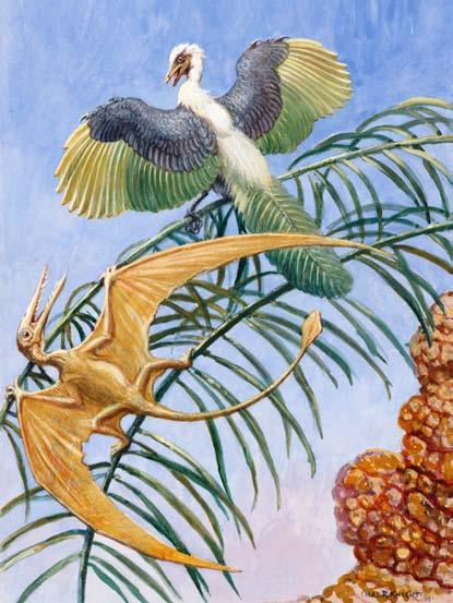 The fossils of Archaeopteryx show that this crow-sized animal had some characteristics resembling birds and others resembling reptiles.