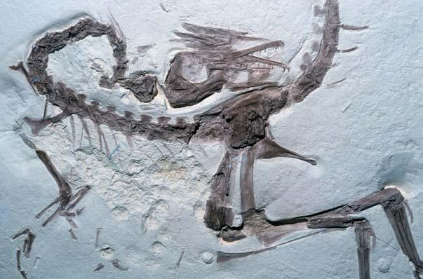 Birds from Dinosaurs? Paleontologists theorize that fossils depicting birds with reptile-like characteristics are signs that birds developed from reptiles.